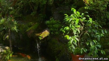 Домашний пруд